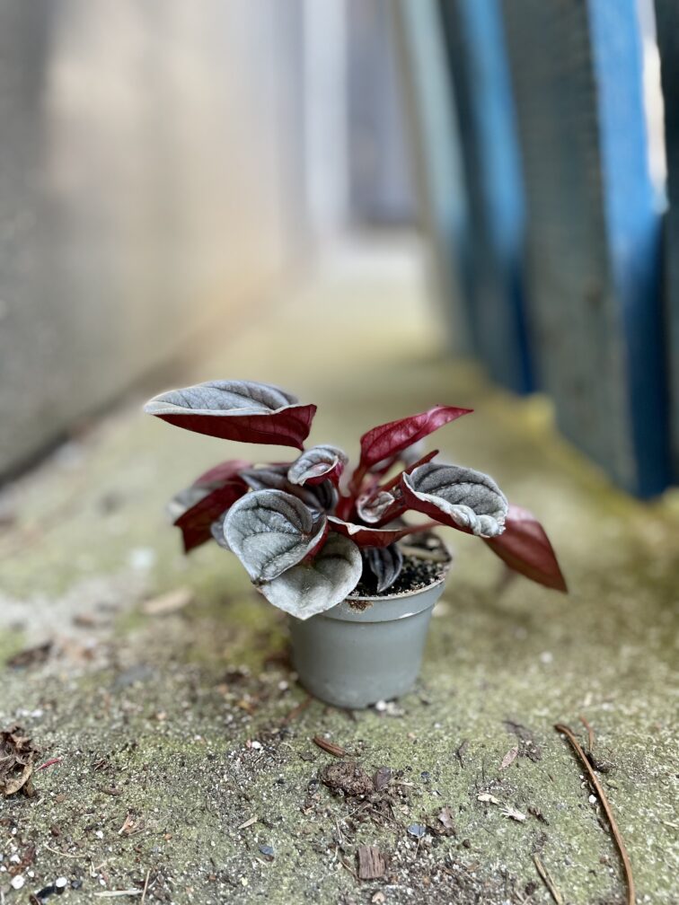 Zdjęcie rosliny doniczkowej Peperomia Caperata Mendoza, ujęcie 2