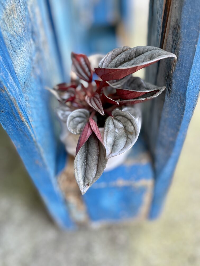 Zdjęcie rosliny doniczkowej Peperomia Caperata Mendoza, ujęcie 3