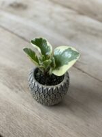 Zdjęcie rosliny doniczkowej Peperomia Obtusifolia Variegata, ujęcie 1