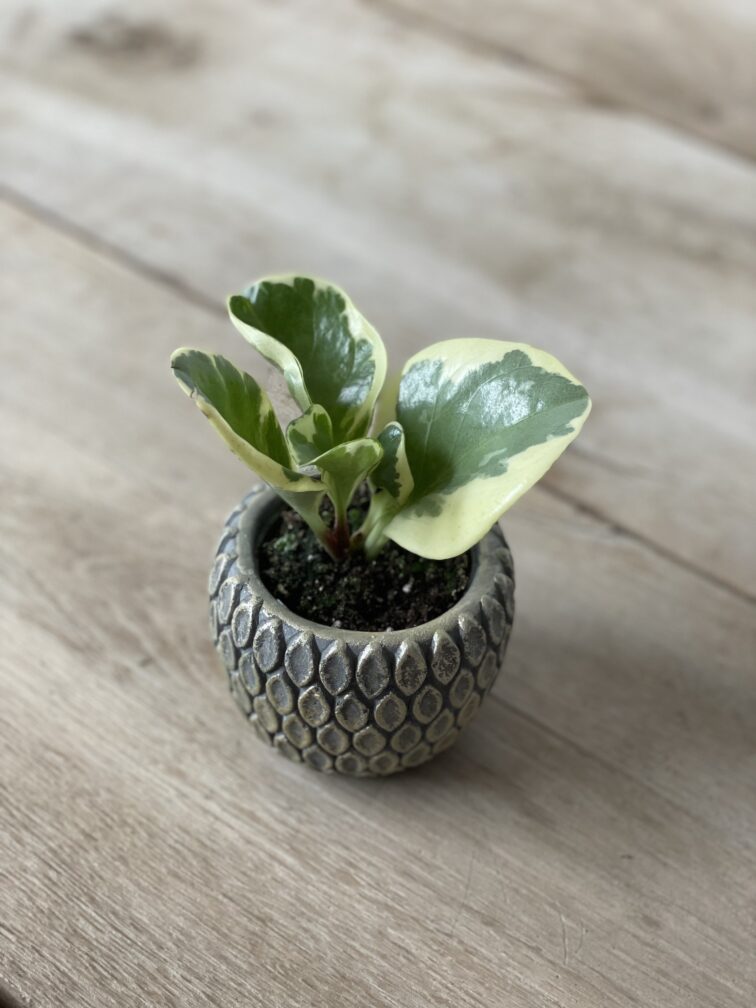 Zdjęcie rosliny doniczkowej Peperomia Obtusifolia Variegata, ujęcie 1