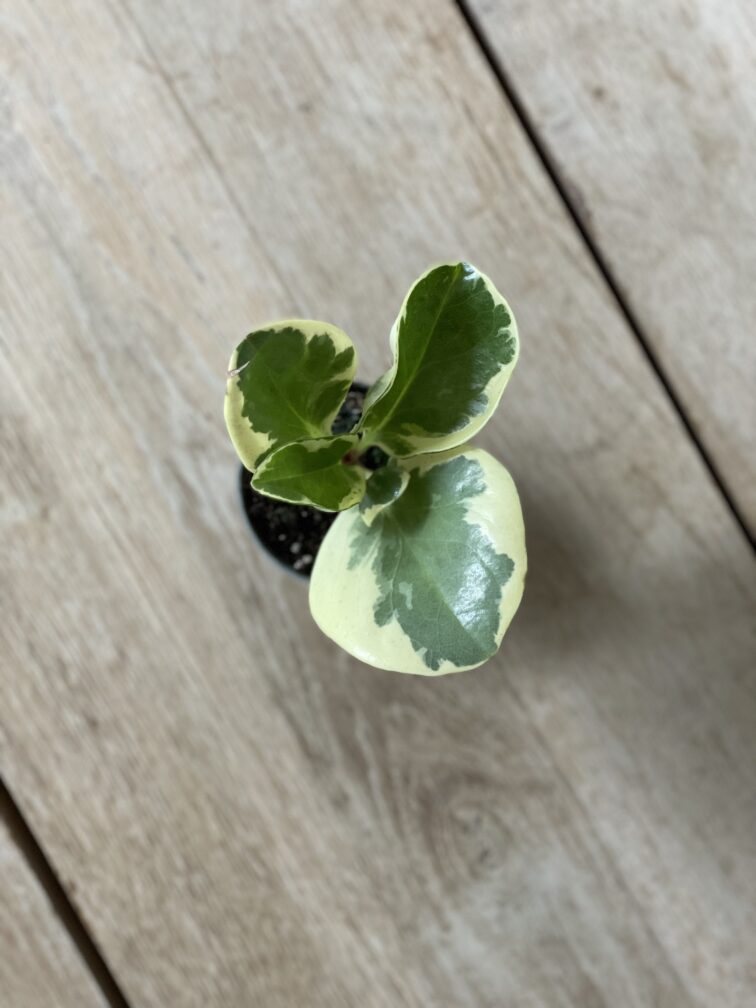Zdjęcie rosliny doniczkowej Peperomia Obtusifolia Variegata, ujęcie 2