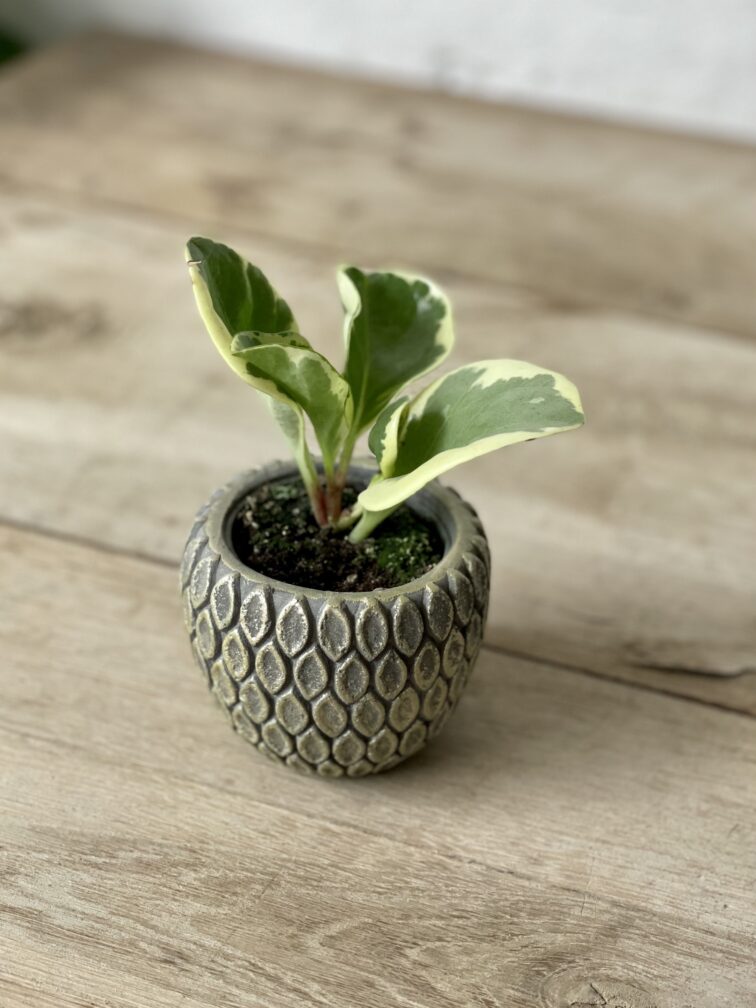 Zdjęcie rosliny doniczkowej Peperomia Obtusifolia Variegata, ujęcie 3