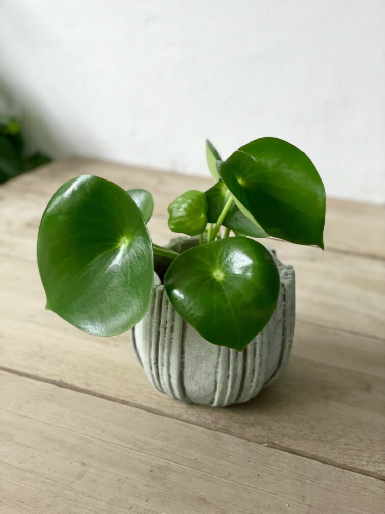Zdjęcie rosliny doniczkowej Peperomia polybotrya Raindrop, ujęcie 1