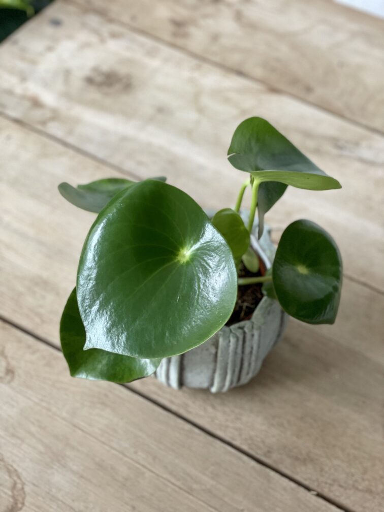 Zdjęcie rosliny doniczkowej Peperomia polybotrya Raindrop, ujęcie 2
