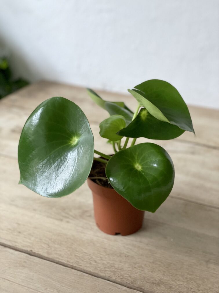 Zdjęcie rosliny doniczkowej Peperomia polybotrya Raindrop, ujęcie 3