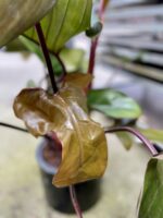 Zdjęcie rosliny doniczkowej Philodendron Florida Bronze, ujęcie 3