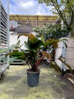 Zdjęcie rosliny doniczkowej Philodendron Florida Bronze, ujęcie 5