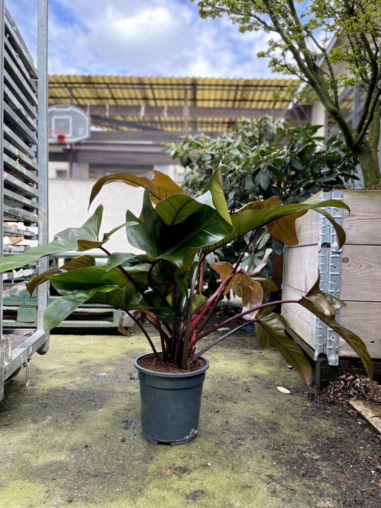 Zdjęcie rosliny doniczkowej Philodendron Florida Bronze, ujęcie 5