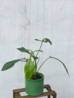 Zdjęcie rosliny doniczkowej Philodendron Joepii, ujęcie 1