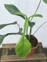 Zdjęcie rosliny doniczkowej Philodendron Joepii, ujęcie 2