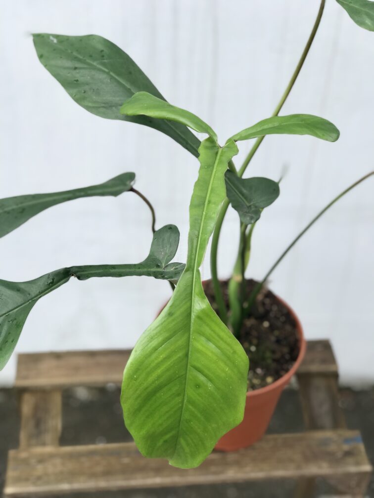 Zdjęcie rosliny doniczkowej Philodendron Joepii, ujęcie 2