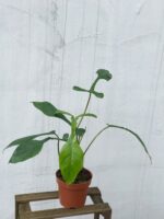 Zdjęcie rosliny doniczkowej Philodendron Joepii, ujęcie 3