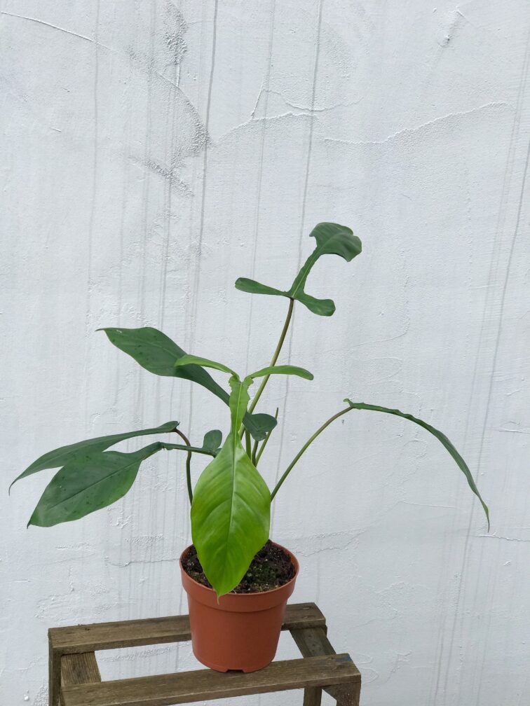 Zdjęcie rosliny doniczkowej Philodendron Joepii, ujęcie 3