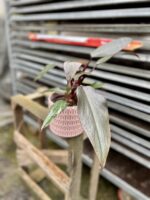 Zdjęcie rosliny doniczkowej Philodendron erubescens Pink Princess, ujęcie 2