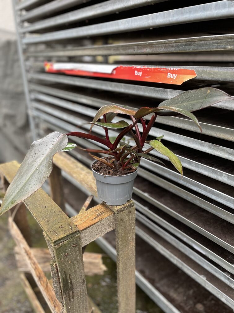 Zdjęcie rosliny doniczkowej Philodendron erubescens Pink Princess, ujęcie 3