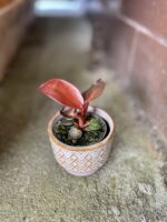 Zdjęcie rosliny doniczkowej Philodendron Red Sun, ujęcie 1
