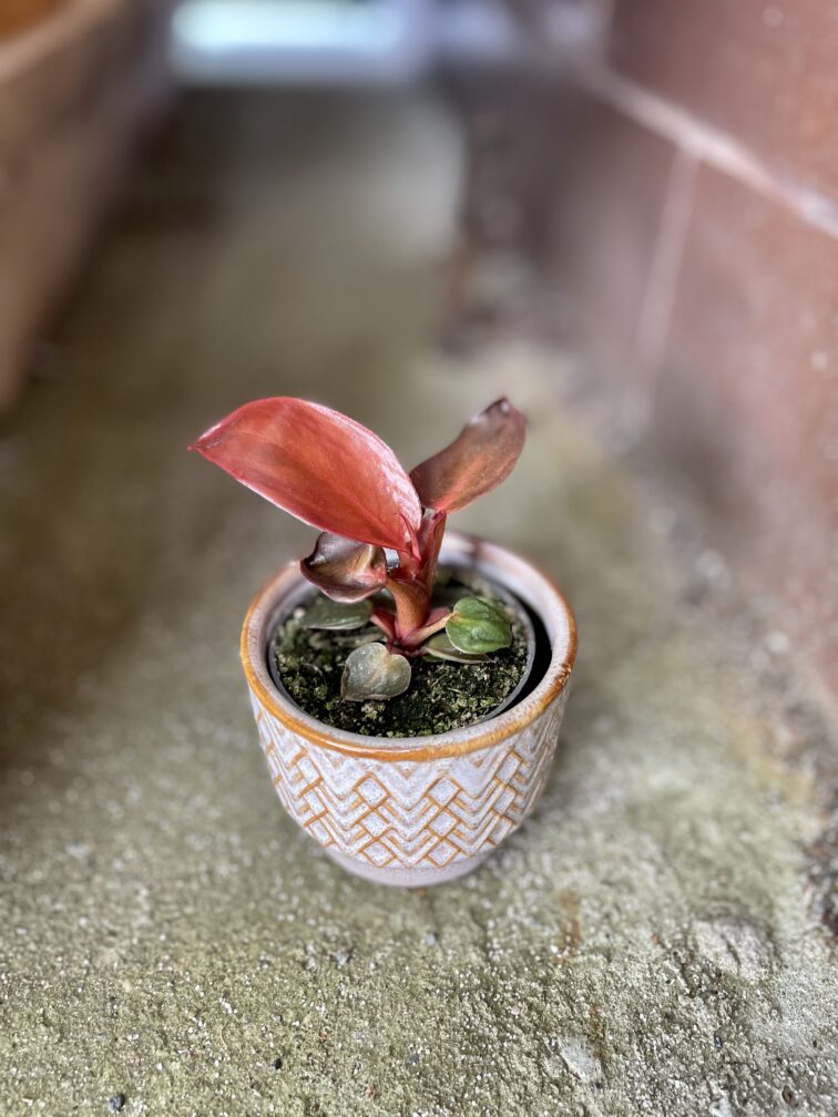 Zdjęcie rosliny doniczkowej Philodendron Red Sun, ujęcie 1