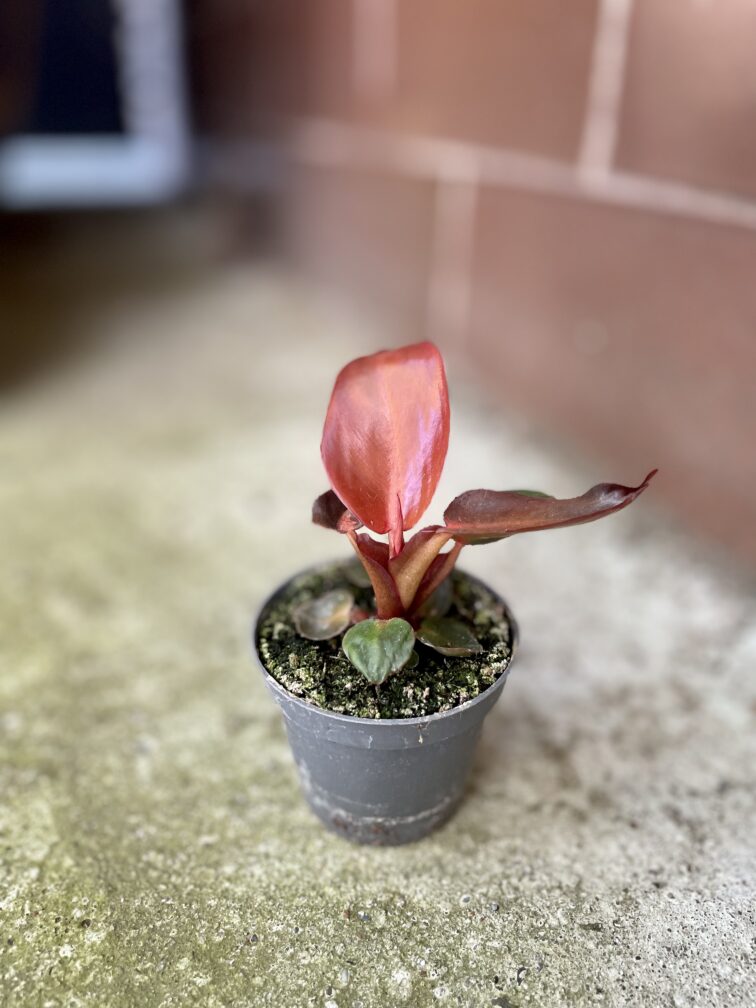 Zdjęcie rosliny doniczkowej Philodendron Red Sun, ujęcie 2