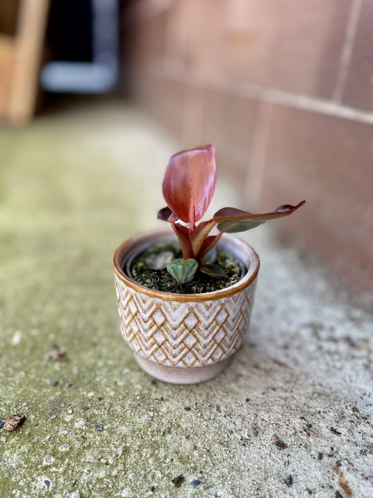 Zdjęcie rosliny doniczkowej Philodendron Red Sun, ujęcie 3