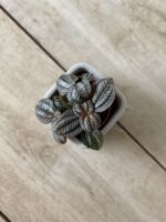 Zdjęcie rosliny doniczkowej Pilea Norfolk, ujęcie 2
