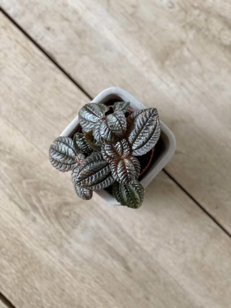 Zdjęcie rosliny doniczkowej Pilea Norfolk, ujęcie 2