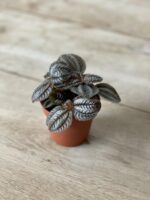 Zdjęcie rosliny doniczkowej Pilea Norfolk, ujęcie 3