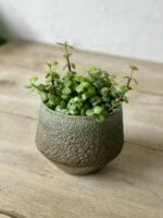 Zdjęcie rosliny doniczkowej Portulacaria afra, ujęcie 1