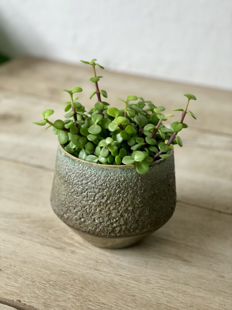 Zdjęcie rosliny doniczkowej Portulacaria afra, ujęcie 1