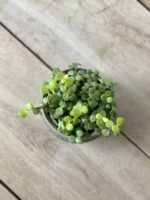 Zdjęcie rosliny doniczkowej Portulacaria afra, ujęcie 2