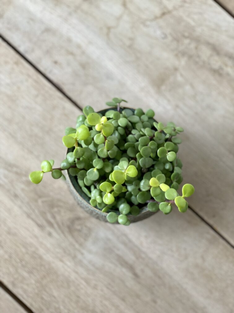 Zdjęcie rosliny doniczkowej Portulacaria afra, ujęcie 2