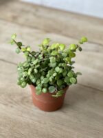 Zdjęcie rosliny doniczkowej Portulacaria afra, ujęcie 3