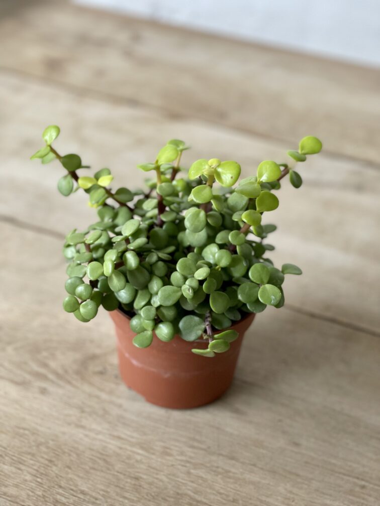 Zdjęcie rosliny doniczkowej Portulacaria afra, ujęcie 3