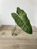 Zdjęcie rosliny doniczkowej Sadzonka Pędowa Philodendron Paraiso Verde 1x65 cm, ujęcie 2