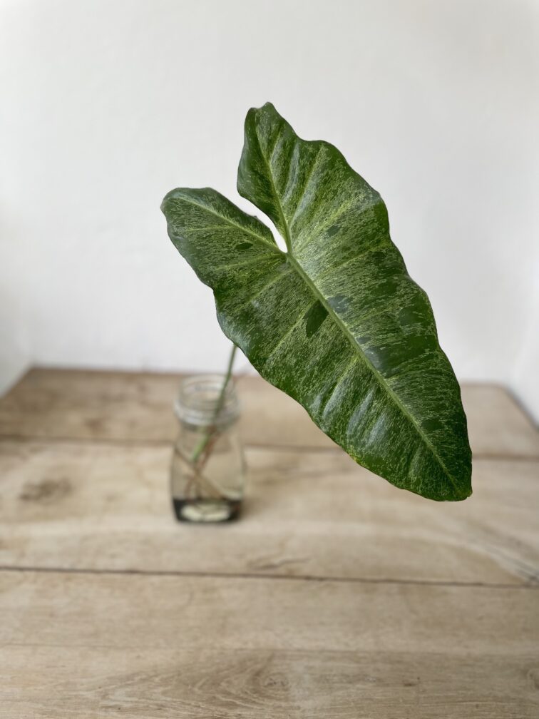 Zdjęcie rosliny doniczkowej Sadzonka Pędowa Philodendron Paraiso Verde 1x65 cm, ujęcie 2