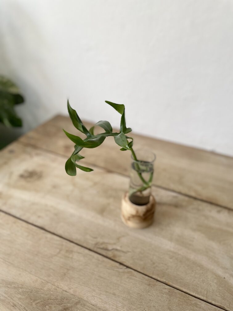 sadzonka-philodendron-mayoi_1x55-1_1682158546.jpg Zdjęcie rosliny doniczkowej Sadzonka Philodendron Mayoi 1x30 cm, ujęcie 1