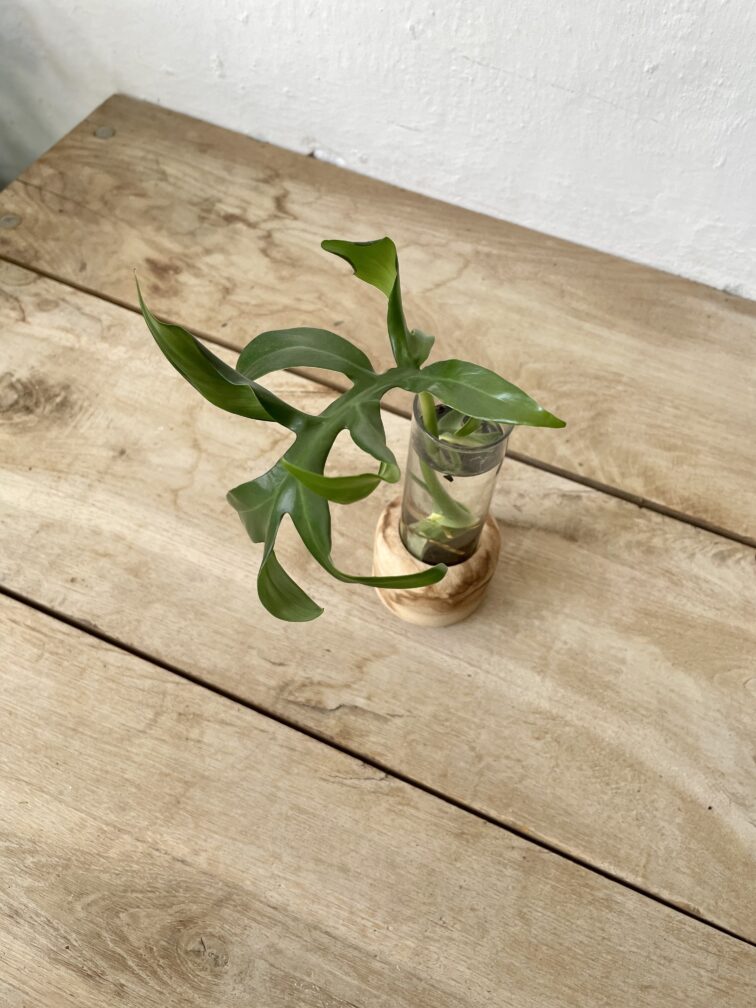 Zdjęcie rosliny doniczkowej Sadzonka Philodendron Mayoi 1x30 cm, ujęcie 3