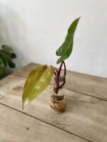 Zdjęcie rosliny doniczkowej Sadzonka Philodendron Painted Lady 1x32 cm, ujęcie 1