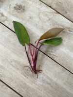 Zdjęcie rosliny doniczkowej Sadzonka Philodendron Painted Lady 1x30 cm, ujęcie 2