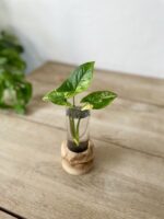 Zdjęcie rosliny doniczkowej Sadzonka Syngonium Aurea - yellow variegated 1x18 cm, ujęcie 1