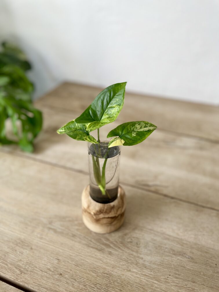 Zdjęcie rosliny doniczkowej Sadzonka Syngonium Aurea - yellow variegated 1x18 cm, ujęcie 1
