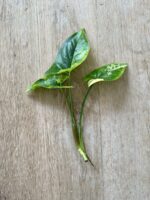 Zdjęcie rosliny doniczkowej Sadzonka Syngonium Aurea - yellow variegated 1x18 cm, ujęcie 2