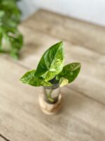 Zdjęcie rosliny doniczkowej Sadzonka Syngonium Aurea - yellow variegated 1x18 cm, ujęcie 3
