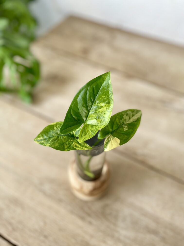 Zdjęcie rosliny doniczkowej Sadzonka Syngonium Aurea - yellow variegated 1x18 cm, ujęcie 3