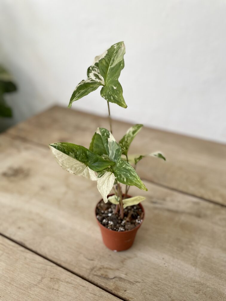 Zdjęcie rosliny doniczkowej Sadzonka Syngonium Podophyllum Albo Variegata, ujęcie 1