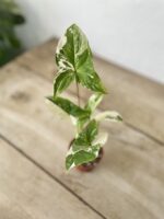 Zdjęcie rosliny doniczkowej Sadzonka Syngonium Podophyllum Albo Variegata, ujęcie 2
