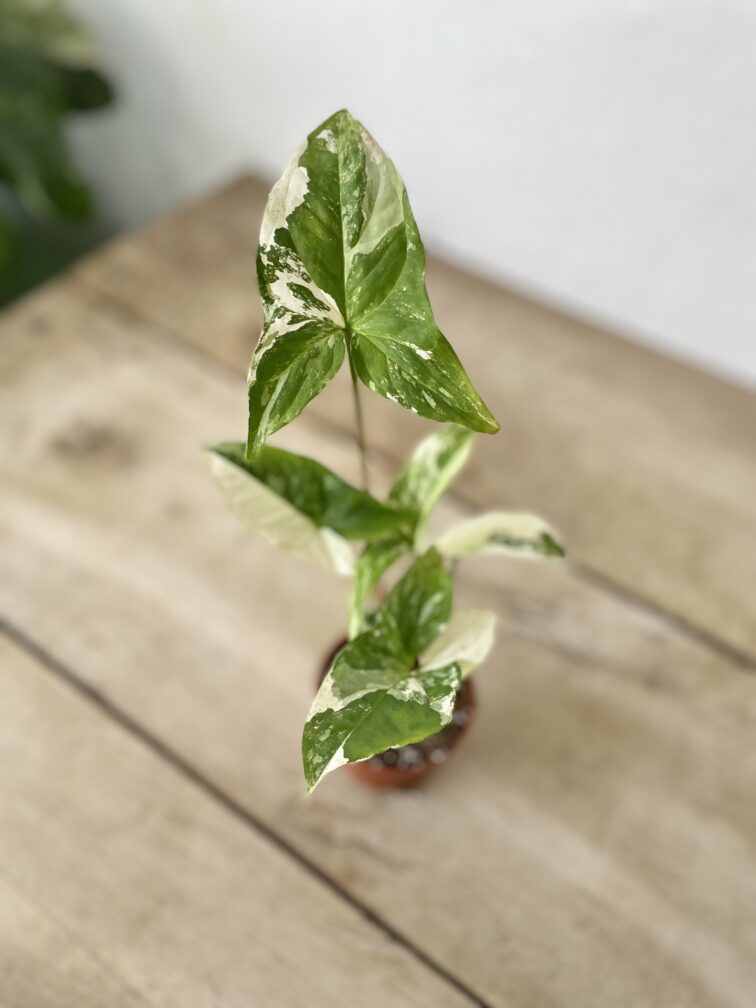 Zdjęcie rosliny doniczkowej Sadzonka Syngonium Podophyllum Albo Variegata, ujęcie 2