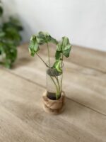 Zdjęcie rosliny doniczkowej Sadzonka Syngonium Three Kings, ujęcie 1