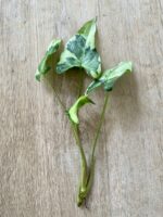 Zdjęcie rosliny doniczkowej Sadzonka Syngonium Three Kings, ujęcie 2