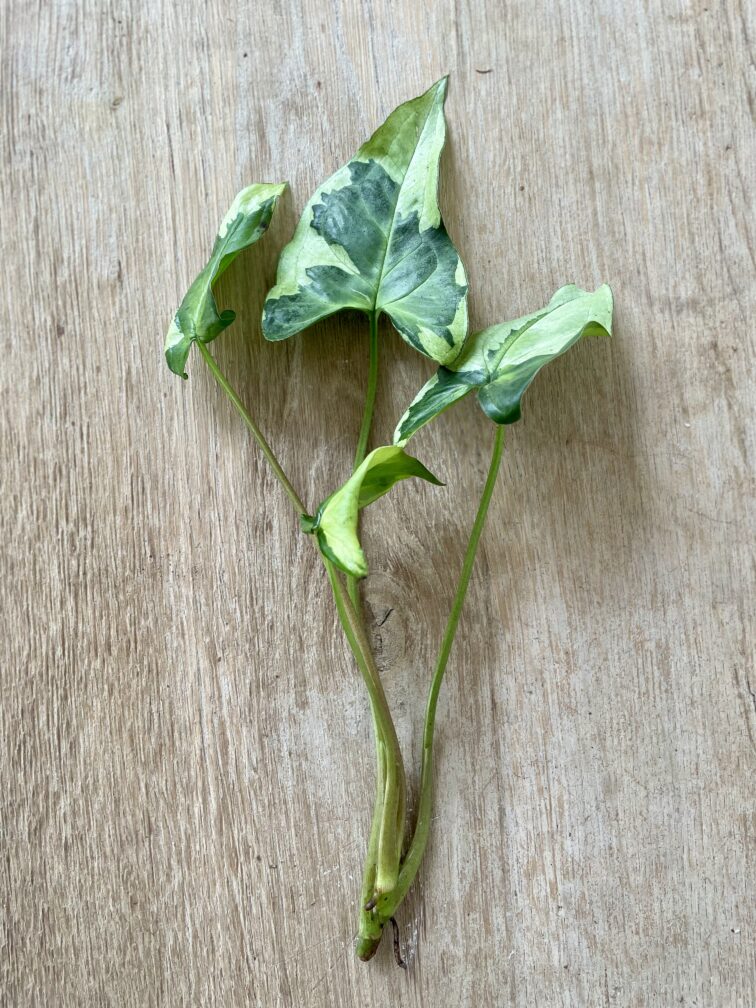 Zdjęcie rosliny doniczkowej Sadzonka Syngonium Three Kings, ujęcie 2