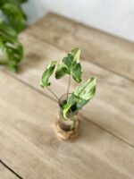 Zdjęcie rosliny doniczkowej Sadzonka Syngonium Three Kings, ujęcie 3